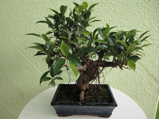 Bonsai bonsai-1-1