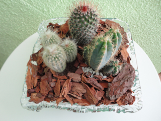 Cactus cactus-1-1