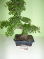 bonsai-13-1