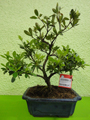 bonsai-18-1