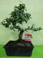 bonsai-19-1