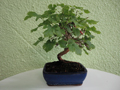 bonsai-8-1