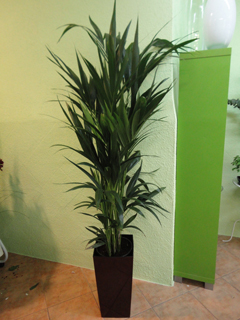 Planta planta-1-1